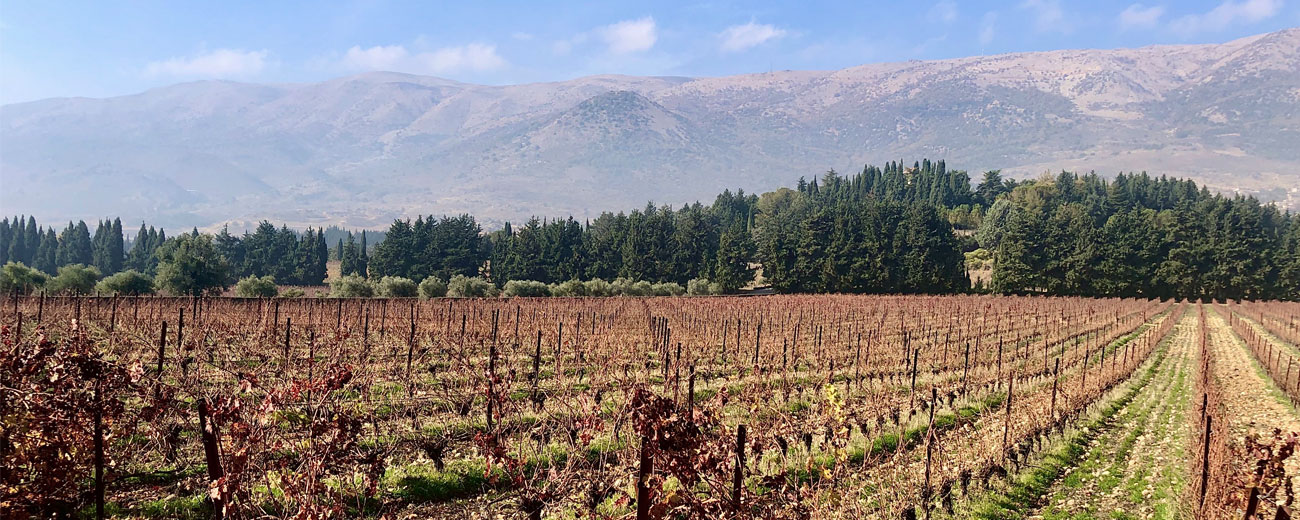 Weinkultur des Libanons