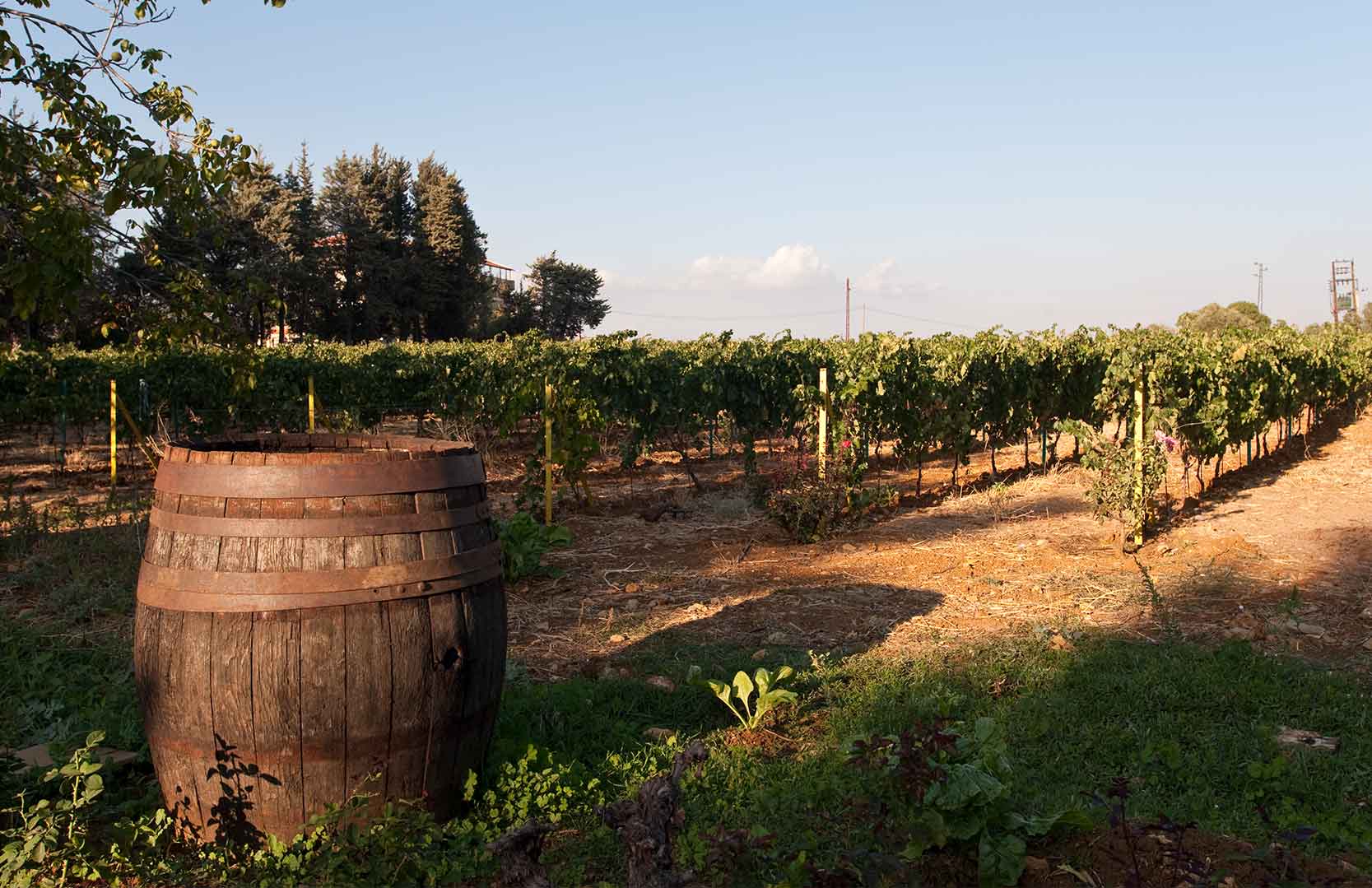 libanesische Weinreben in Zahle Chtura